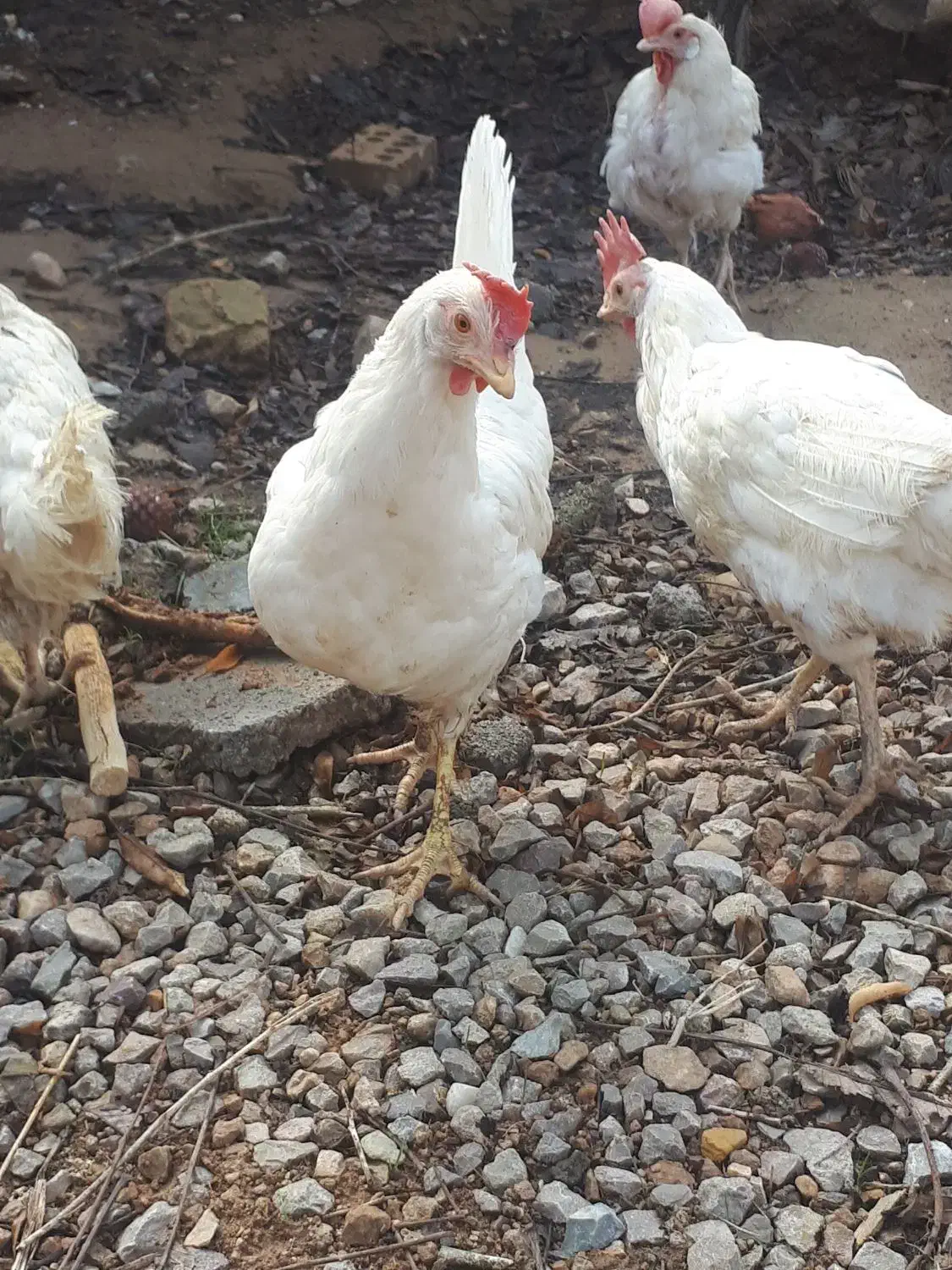 مرغ|حیوانات مزرعه|گرمخان, |دیوار