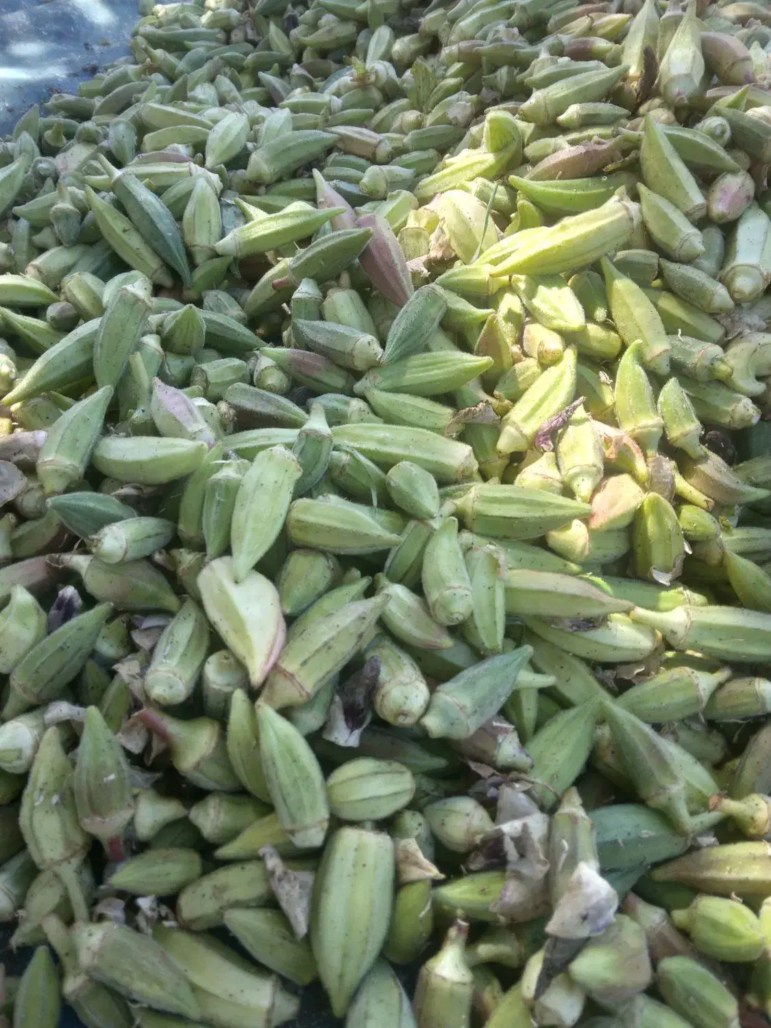 بامیه ریز|خوردنی و آشامیدنی|سروآباد, |دیوار