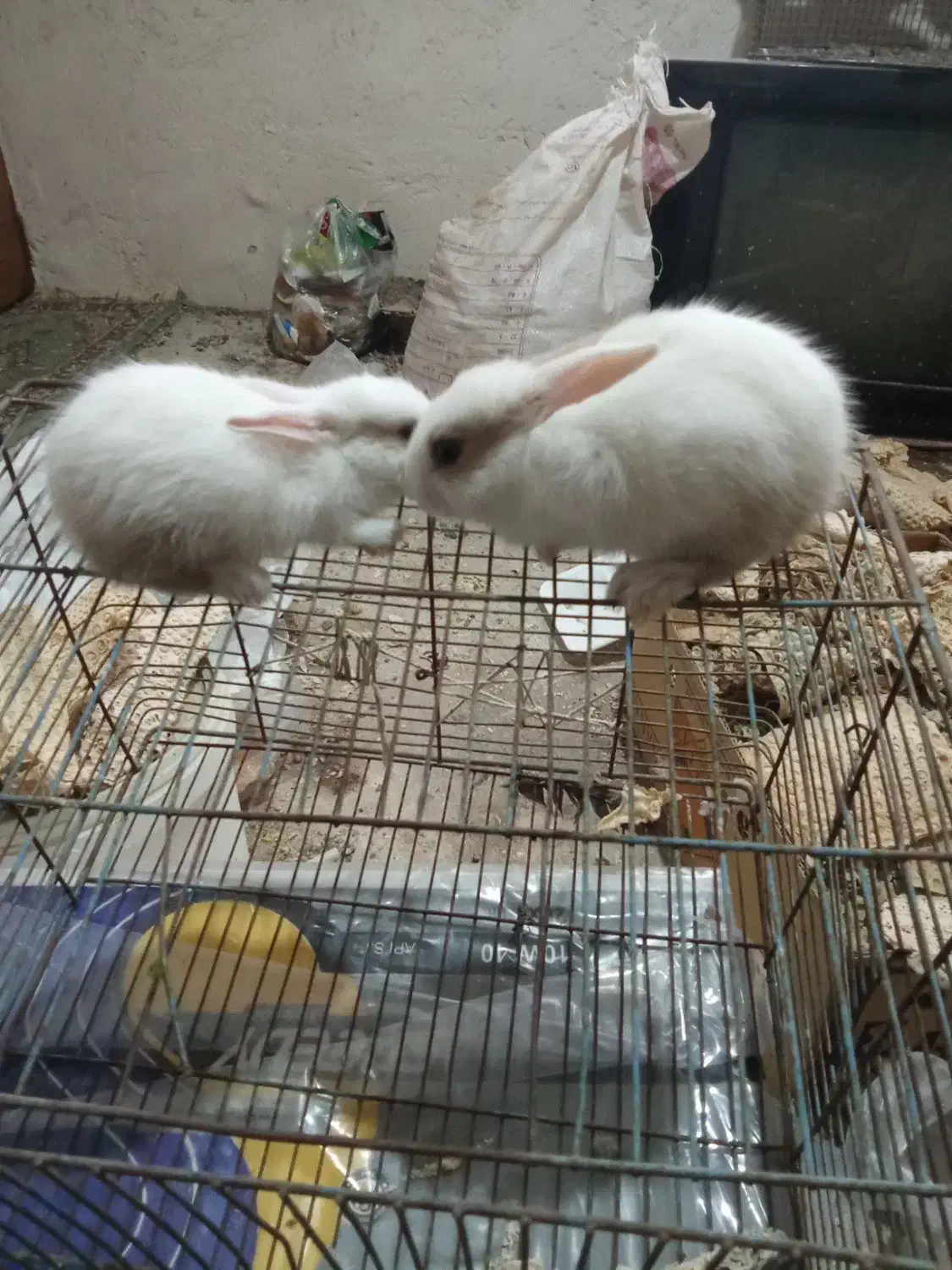 خرگوش|موش و خرگوش|بوشهر, |دیوار