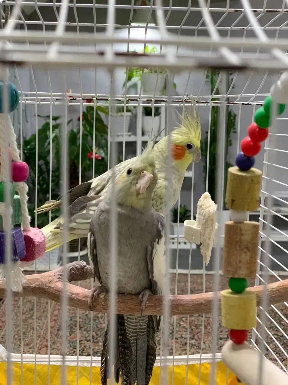 عروس هلندی|پرنده|رودسر, |دیوار