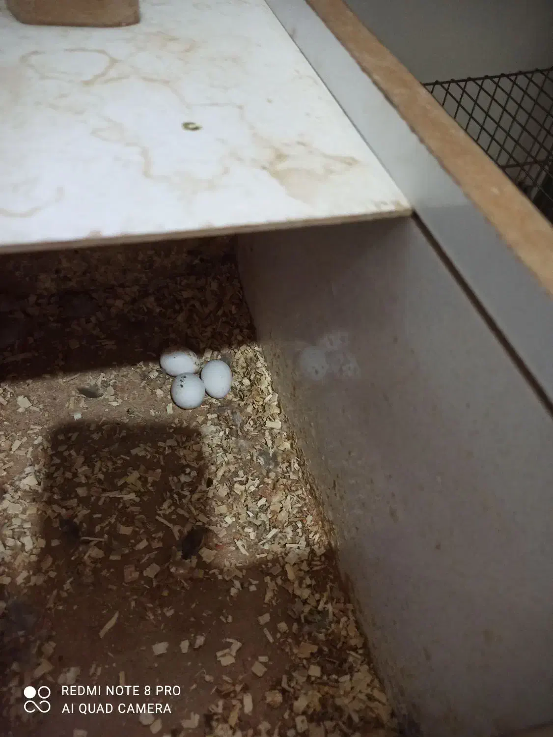 فروش عروس هلندی|پرنده|اشنویه, |دیوار