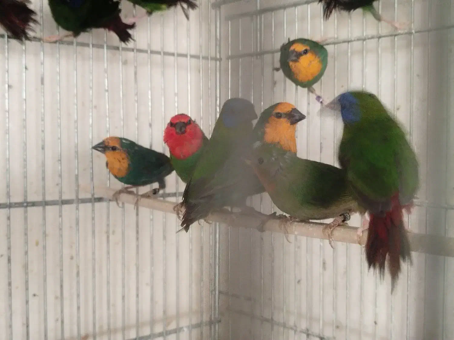 فنج طوطی وار|پرنده|اصفهان, ارغوانیه|دیوار