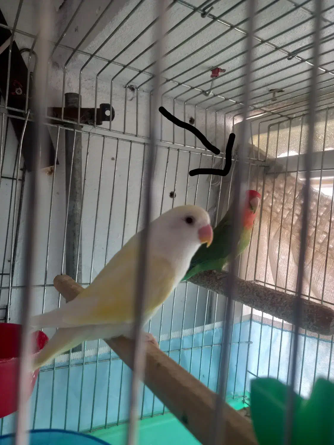 طوطی برزیلی مولد|پرنده|تاکستان, |دیوار