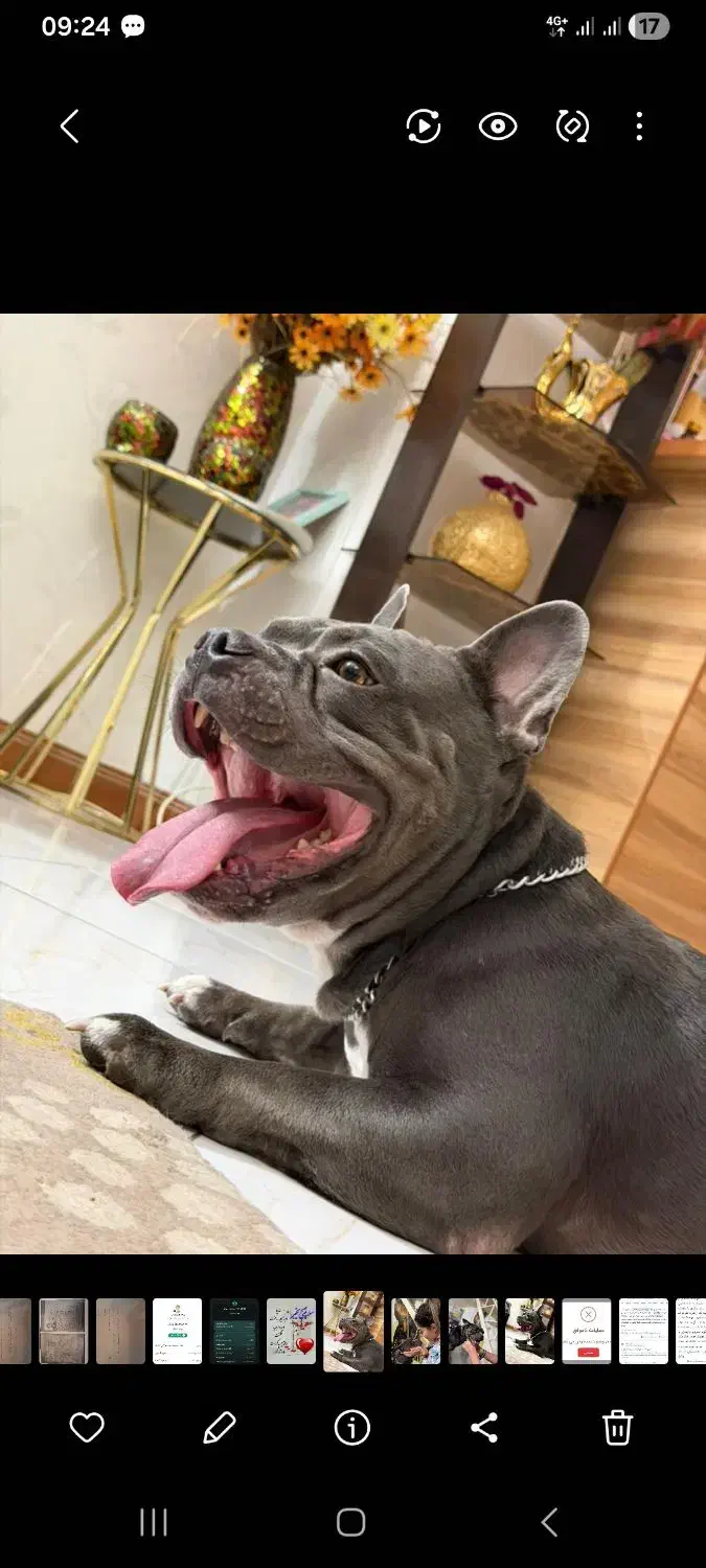 American bully|سگ|تهران, تهرانسر شرقی|دیوار