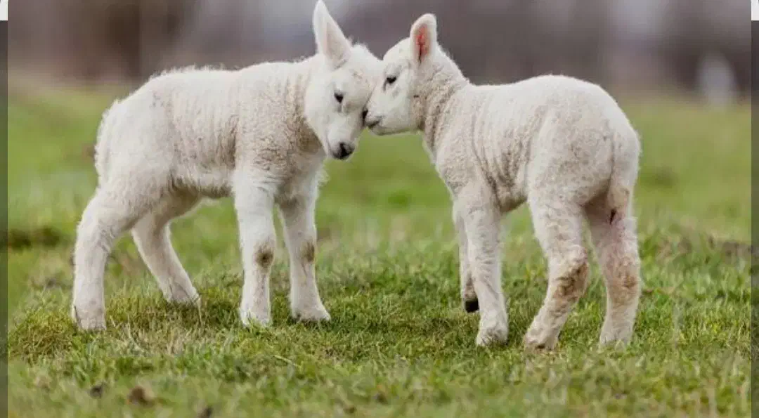 بره شیر سبک|حیوانات مزرعه|رفسنجان, |دیوار