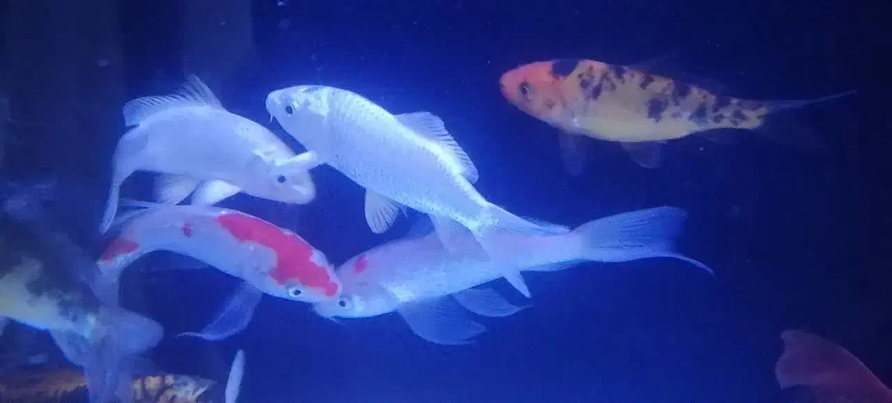 ماهی کوی سوپرباله|ماهی|اراک, |دیوار