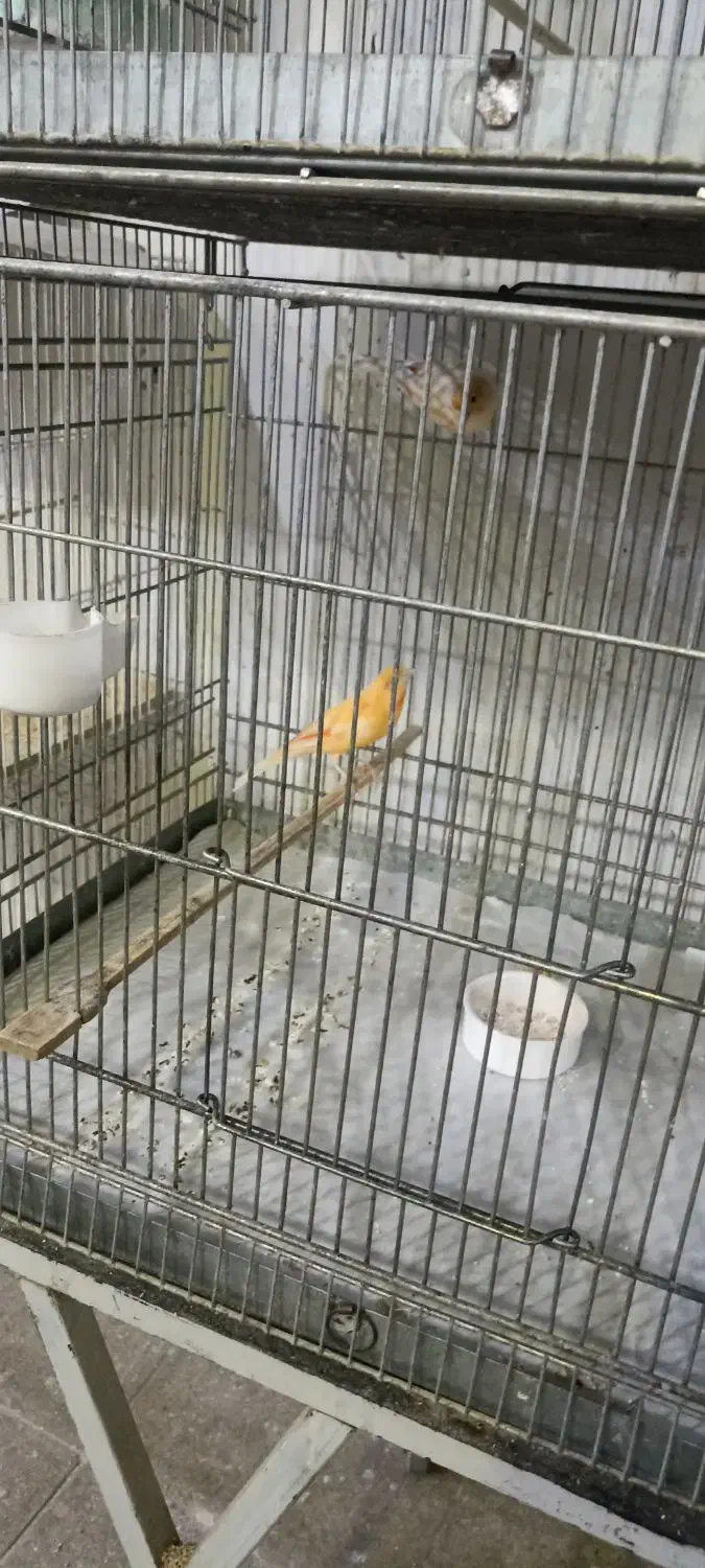 قناری|پرنده|قم, بکایی|دیوار