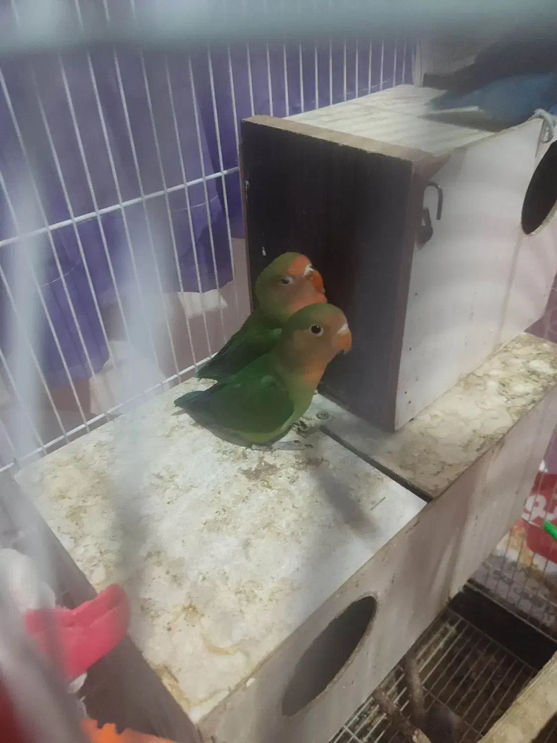 جفت کوتوله برزیلی خوش رنگ بامزه|پرنده|چناران, |دیوار