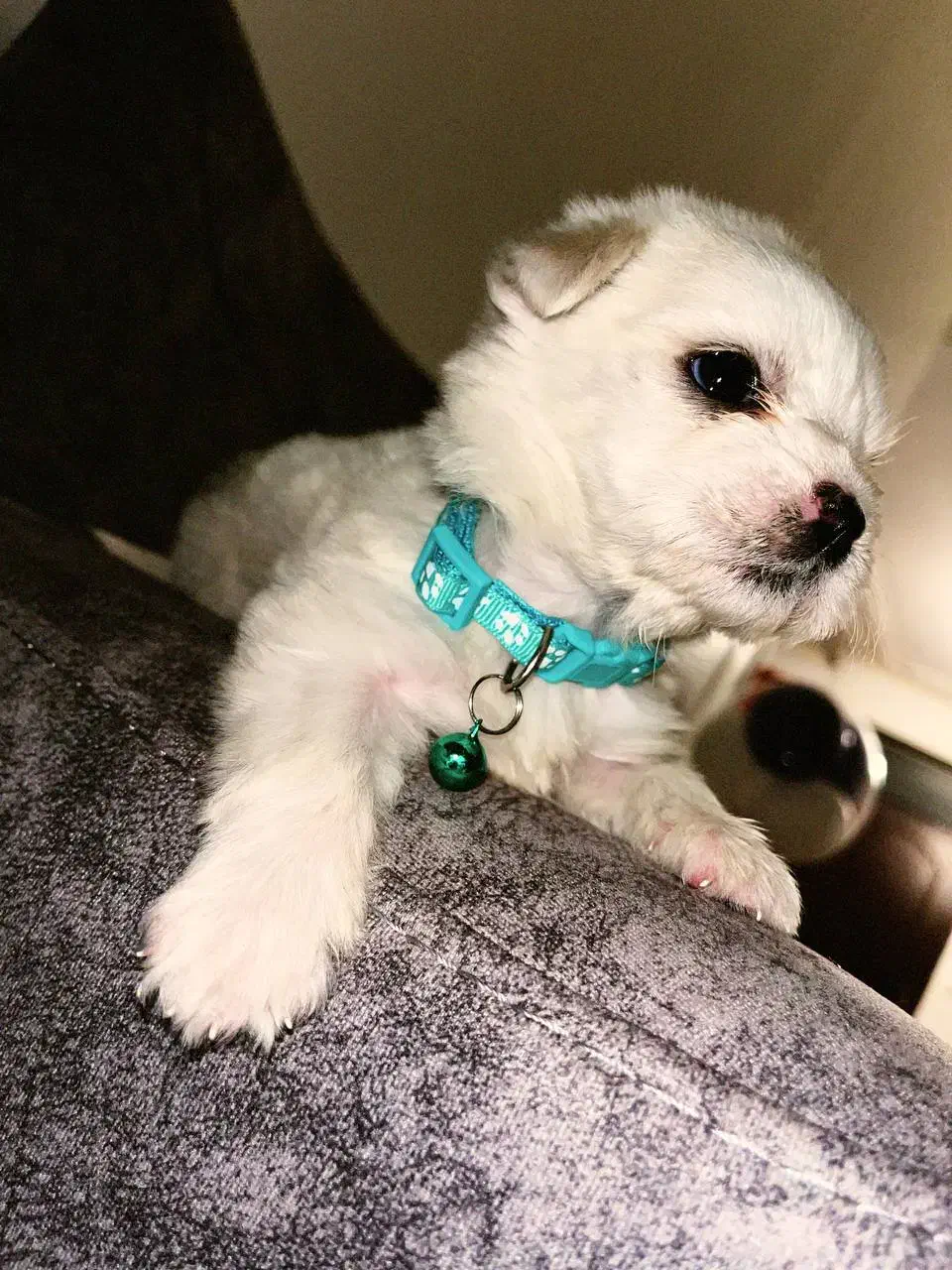 سگ جیبی|سگ|تبریز, |دیوار