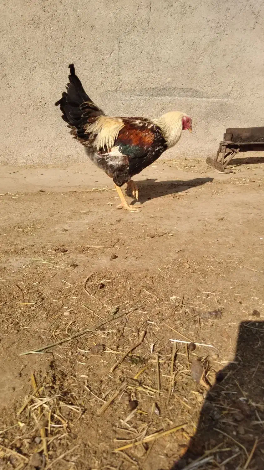 پنج خروس چاق و بزرگ|حیوانات مزرعه|سراب, |دیوار