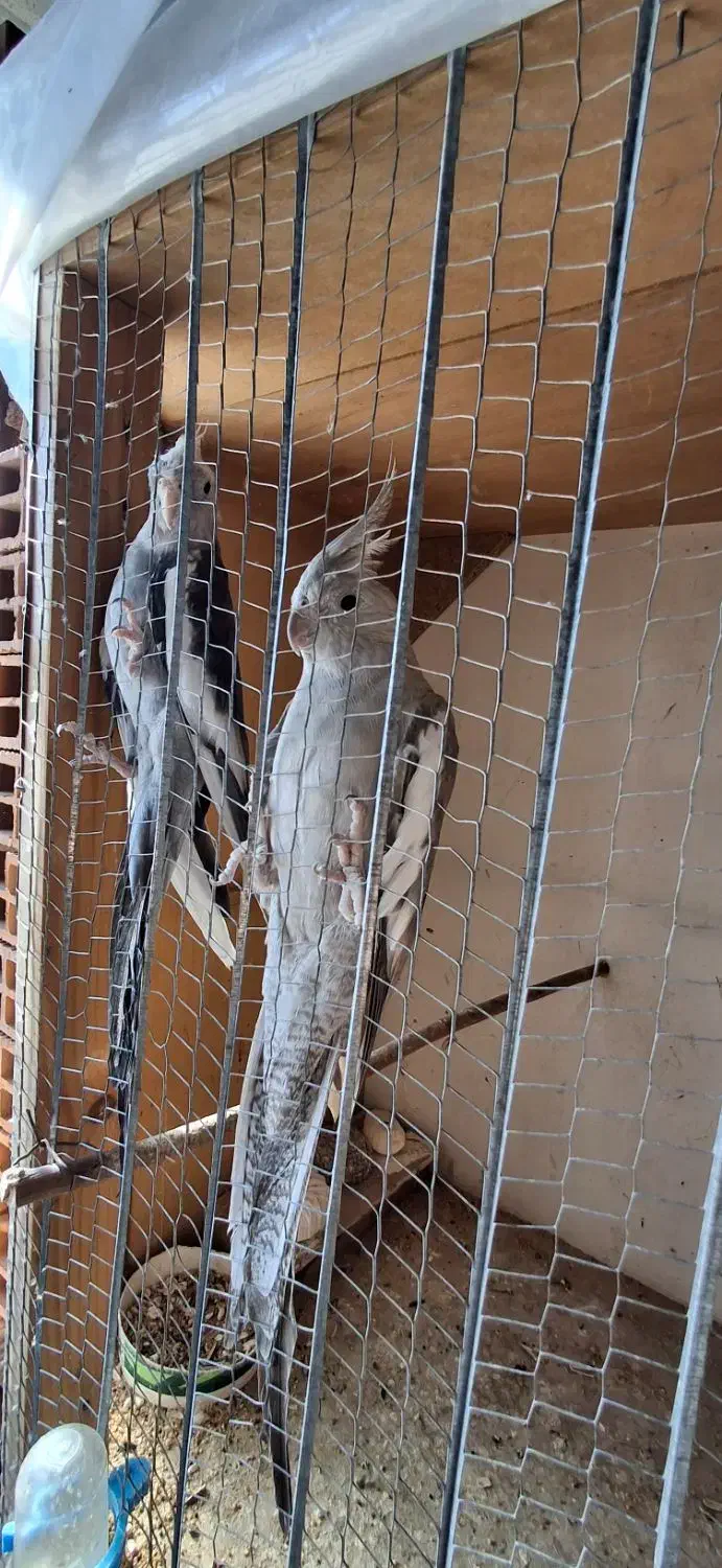 طوطی عروس|پرنده|نکا, |دیوار