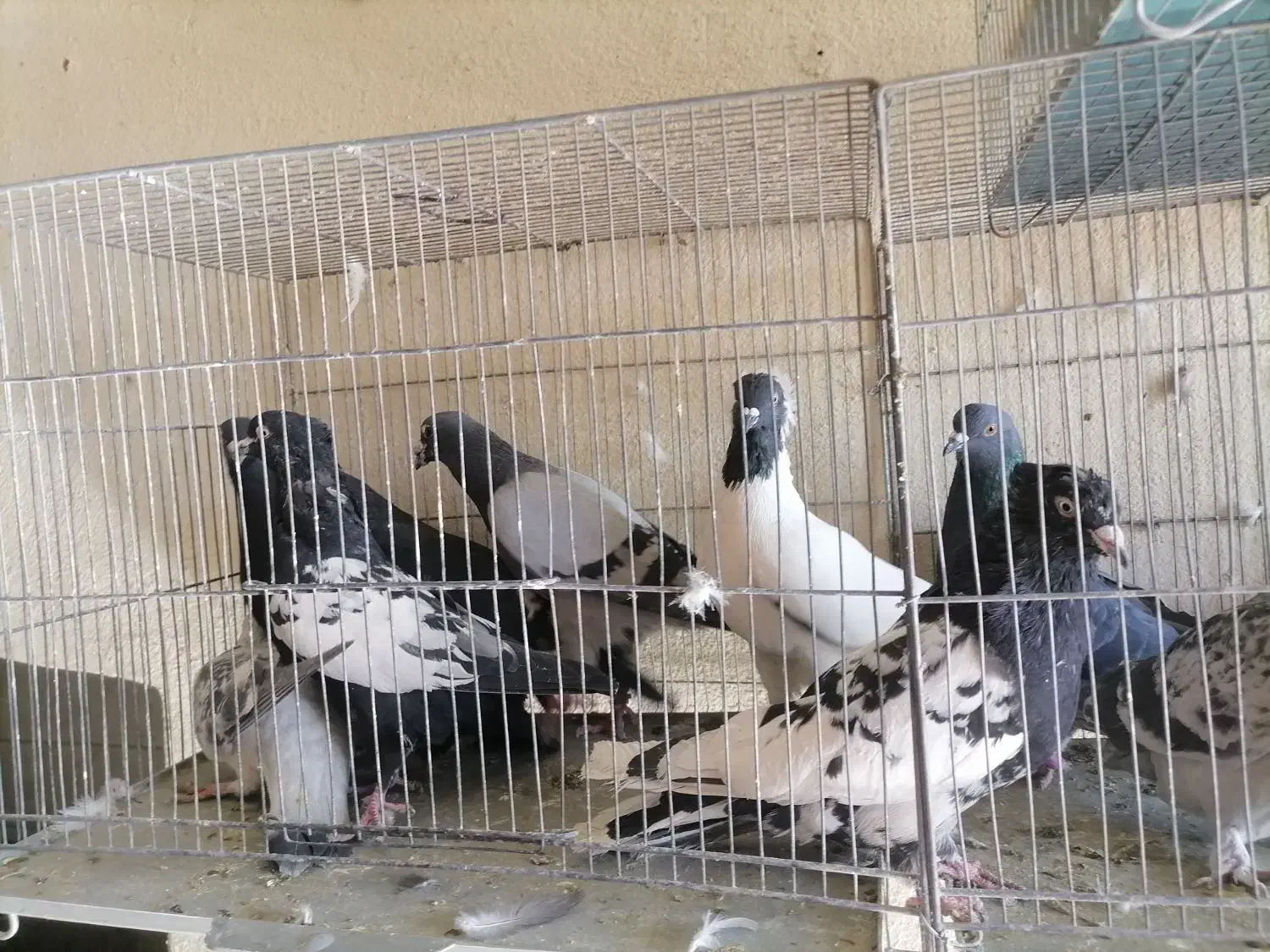 کبوتر نر پریده|پرنده|کرمان, |دیوار