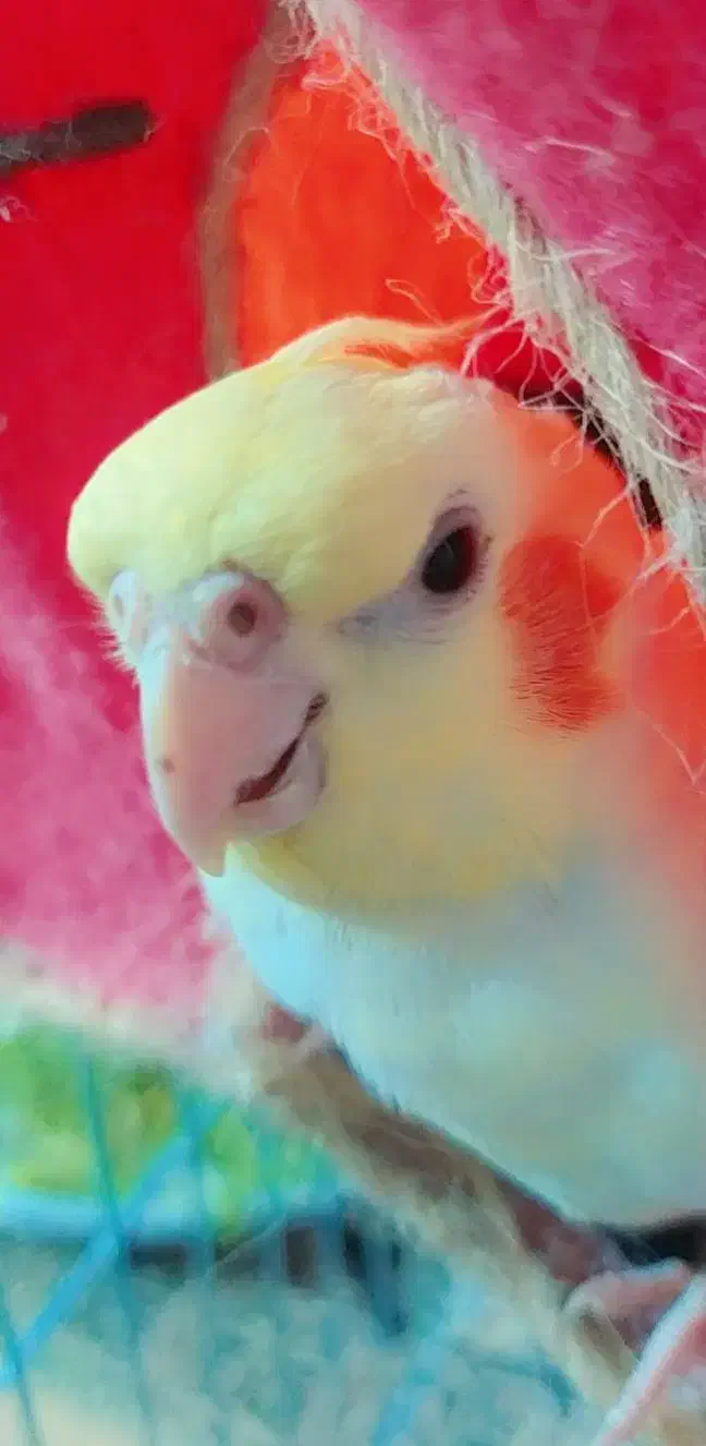 عروس هلندی ماده|پرنده|برخوار, |دیوار