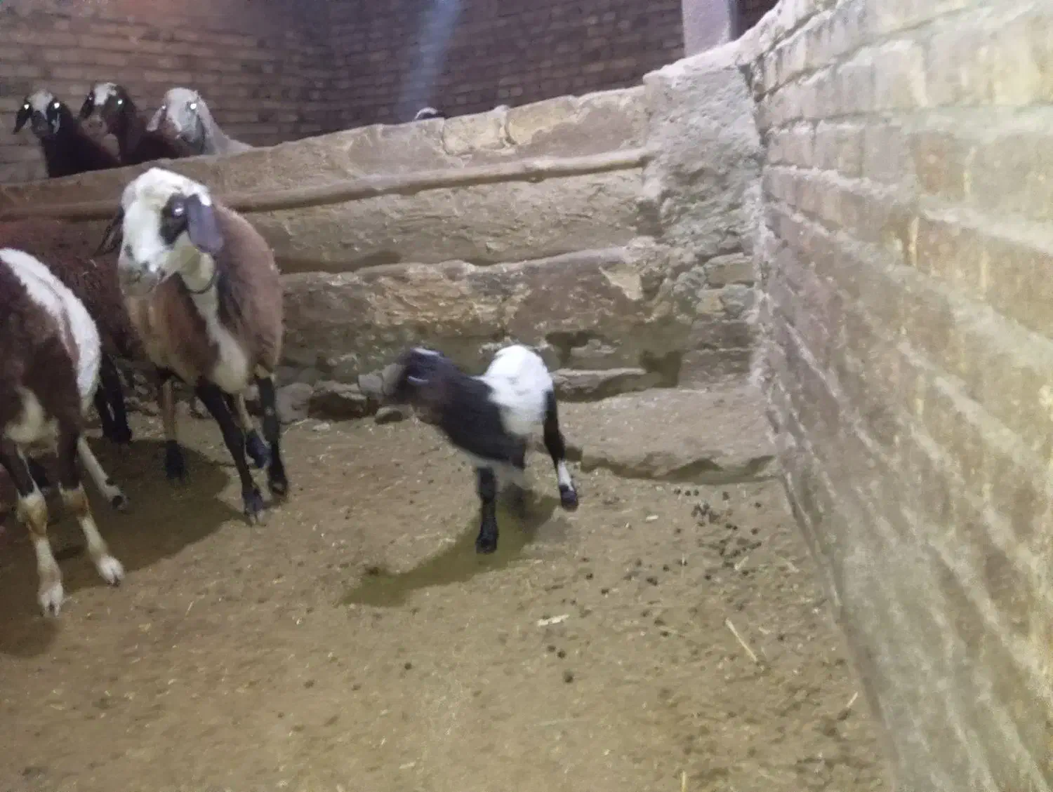 میش و بره|حیوانات مزرعه|سربند, |دیوار