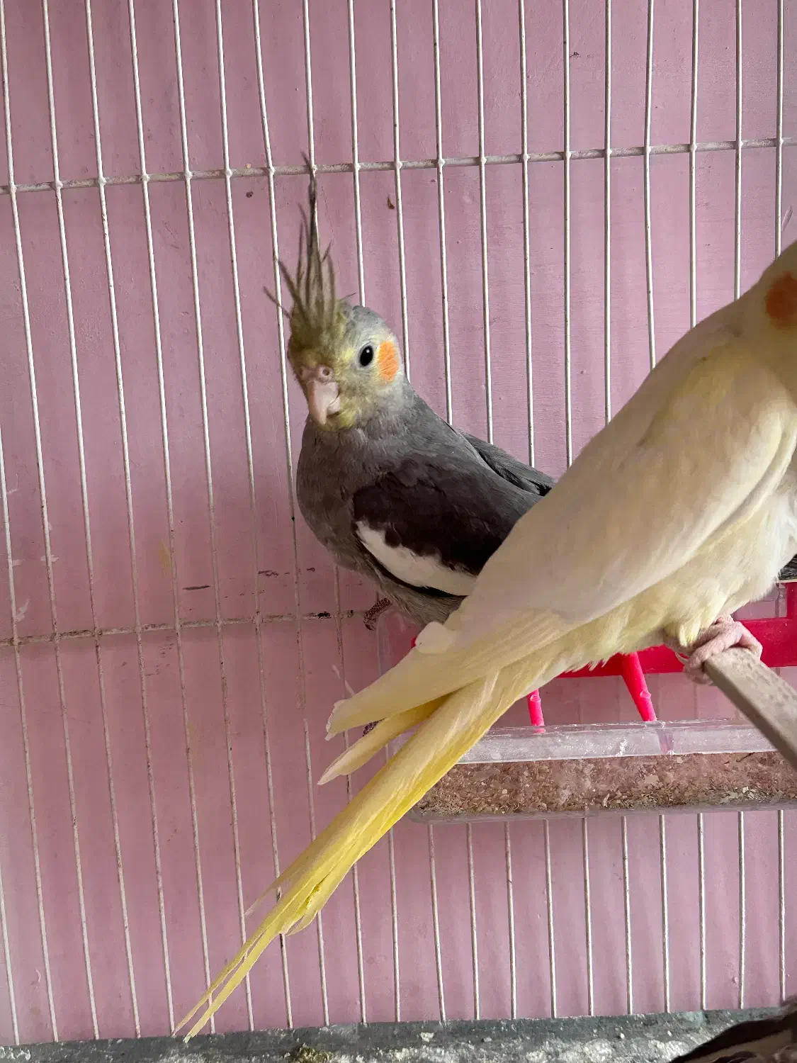 جوجه عروس ۳ ماه|پرنده|سبزوار, غرب نیروگاه|دیوار