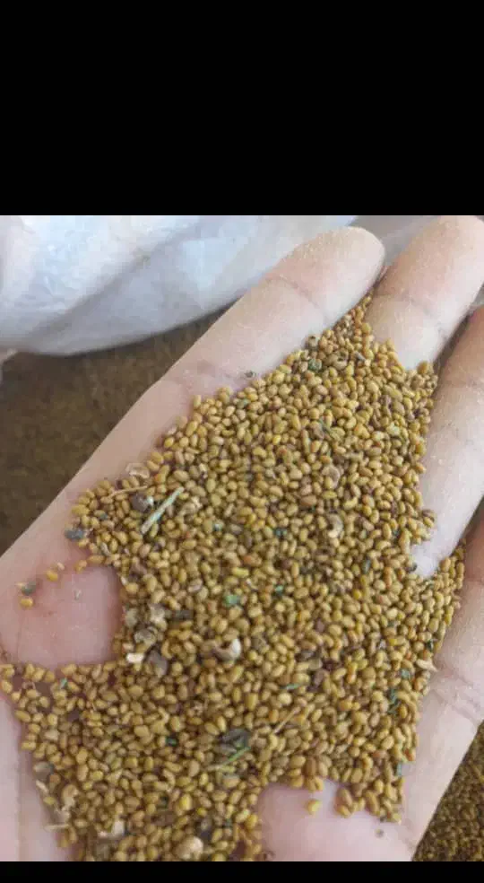 بذر علف محلی|گل و گیاه طبیعی|کهنوج, |دیوار