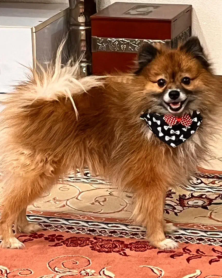 گمشده|سگ|شاهین‌شهر, امام حسین|دیوار