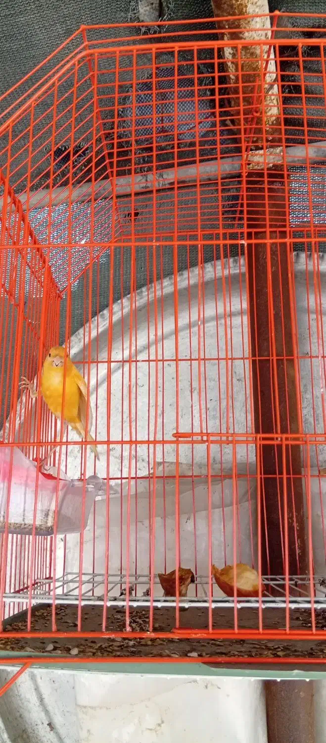 قناری|پرنده|سوسنگرد, |دیوار