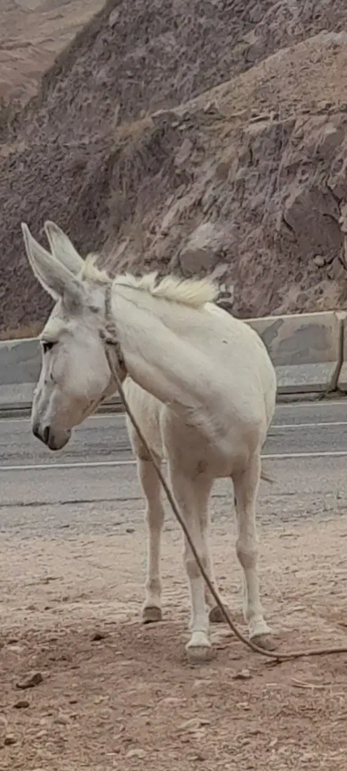 دوعدد الاغ جوان قوچاق|حیوانات مزرعه|قزوین, |دیوار