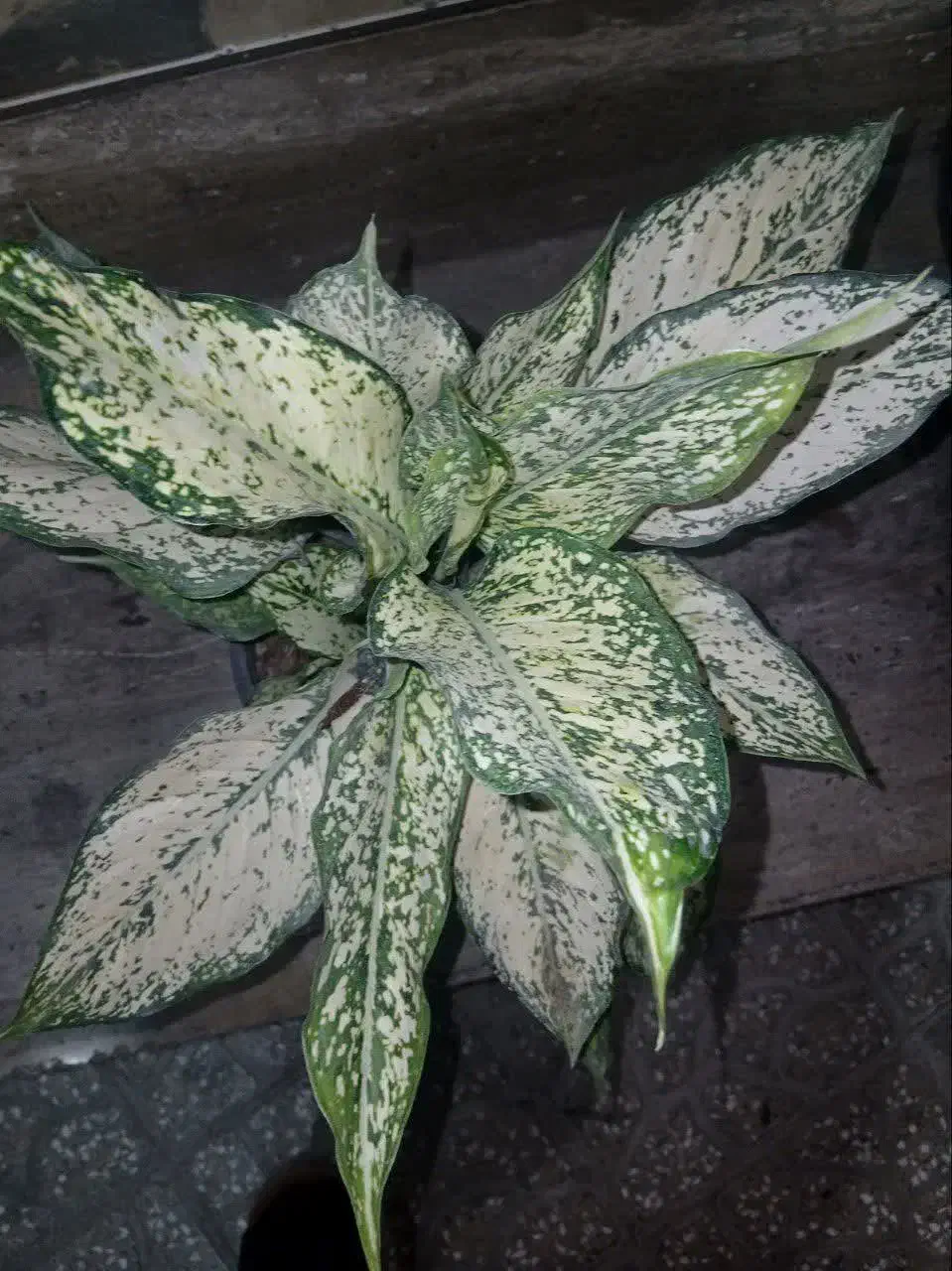 گل و گلدان پتوس و|گل و گیاه طبیعی|قم, باغ پنبه|دیوار