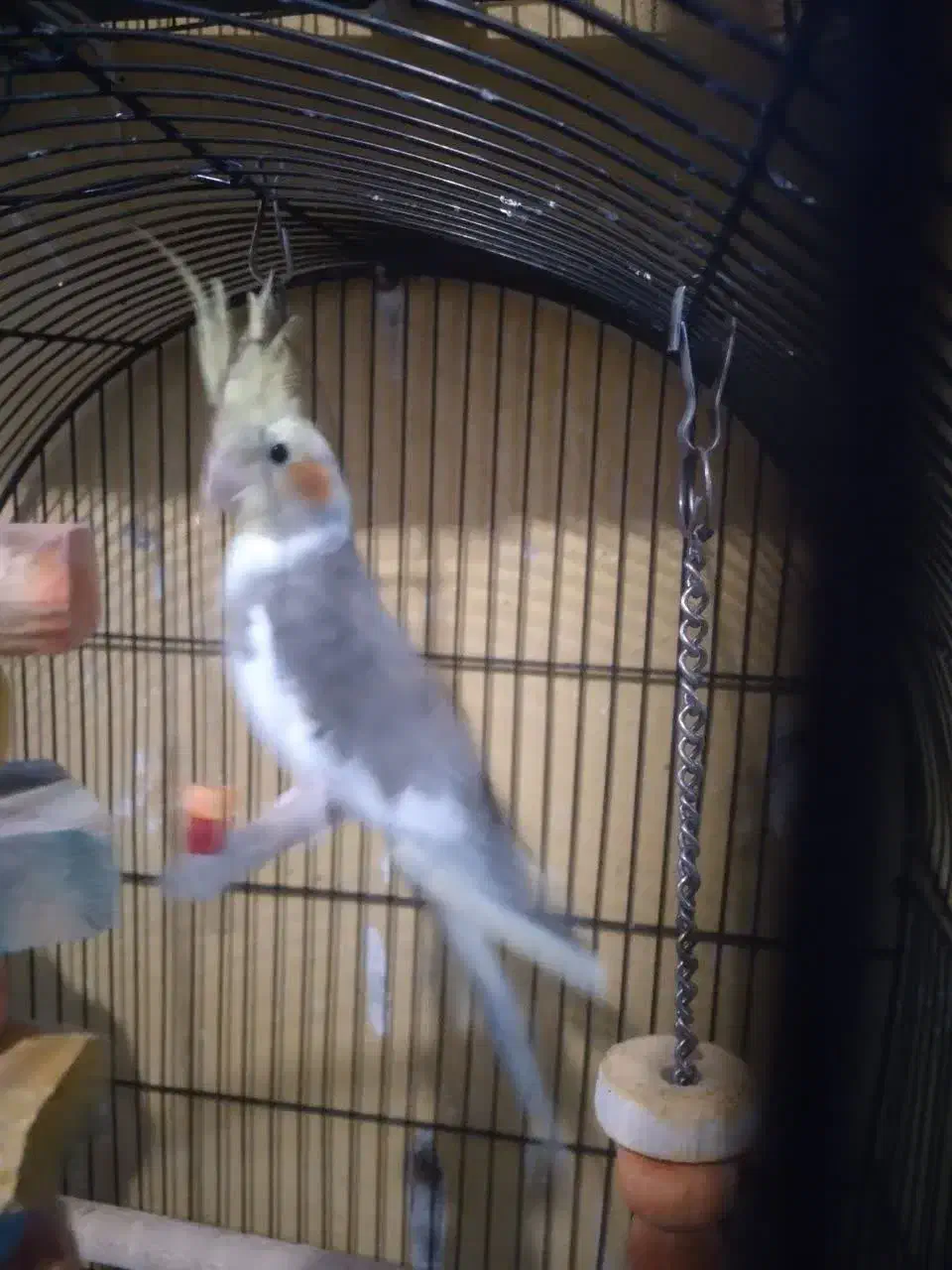 عروس هلندی|پرنده|پرند, فاز ۶|دیوار