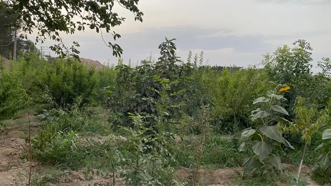 باغ چهاردیواری|فروش دفتر صنعتی، کشاورزی، تجاری|اسلامشهر, کاشانک|دیوار