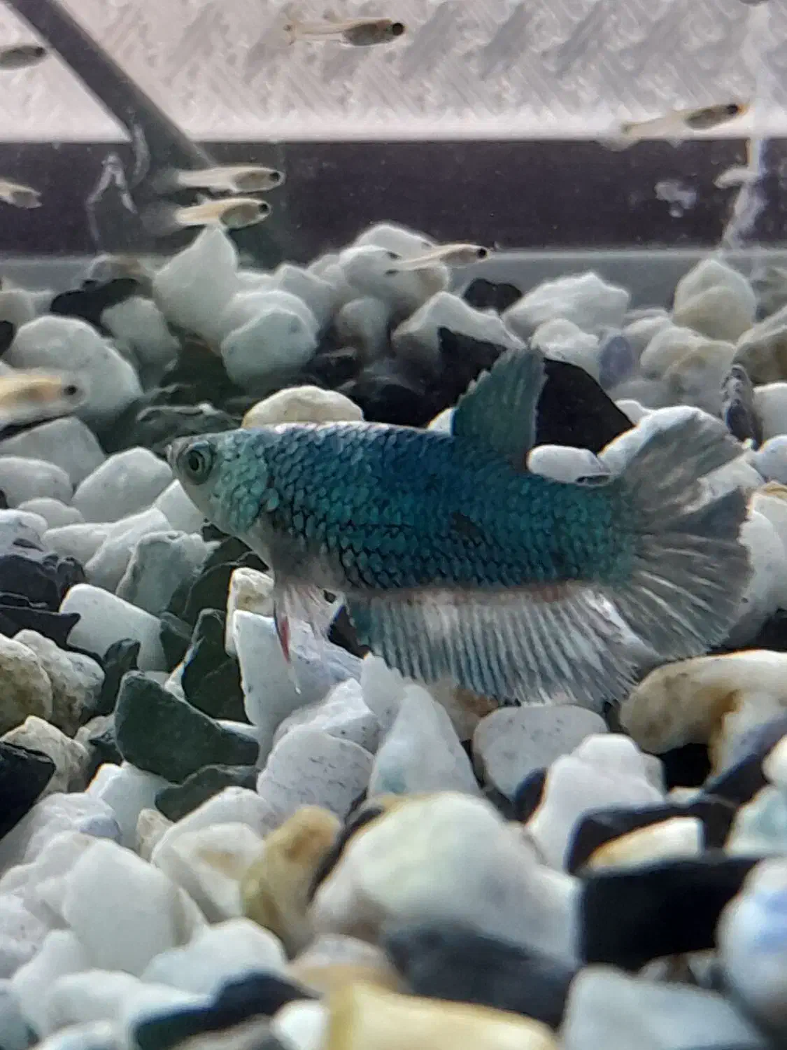 اکواریوم|ماهی|مرند, |دیوار