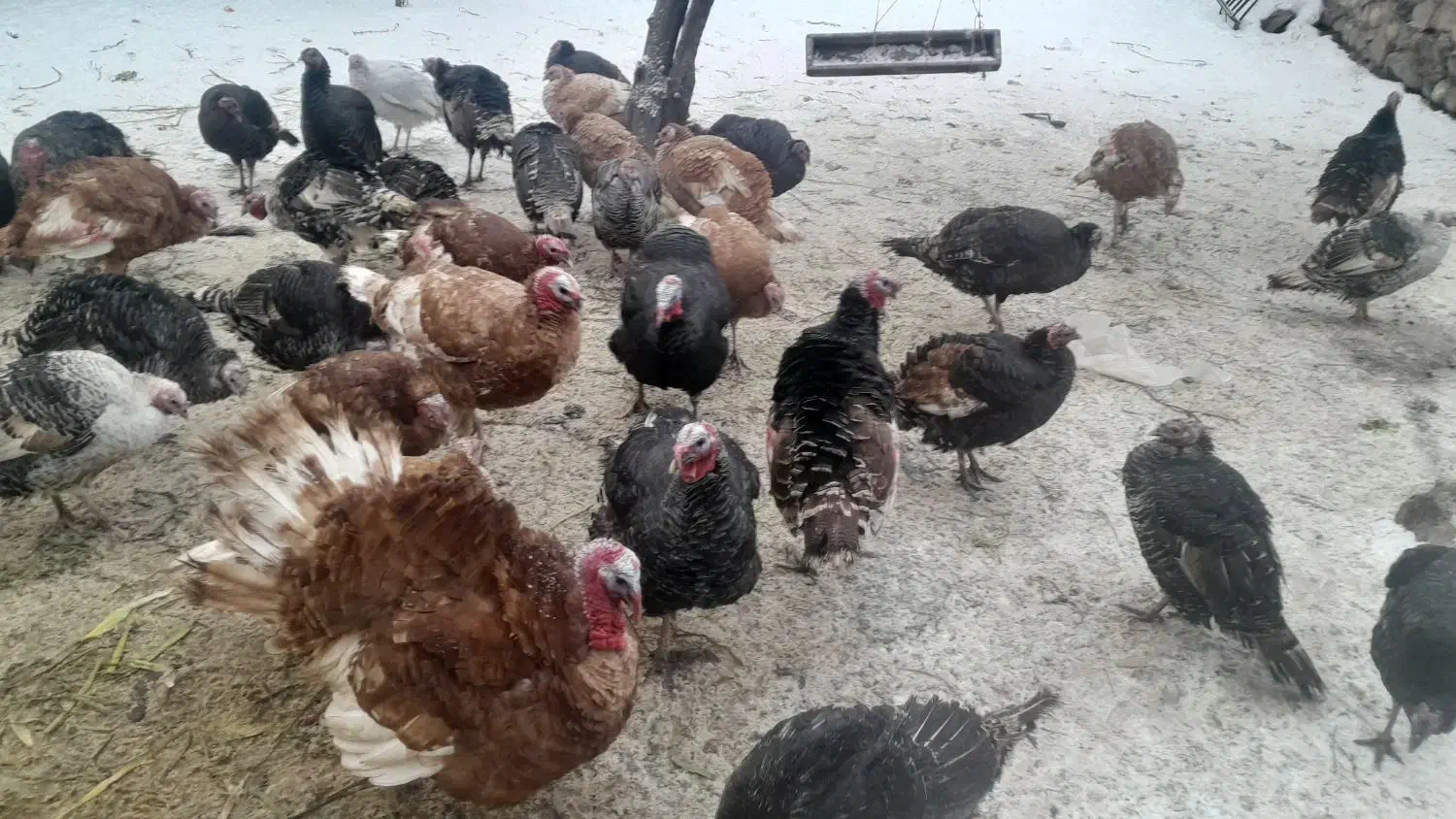 بوقلمون|لوازم جانبی حیوانات|مشگین شهر, |دیوار