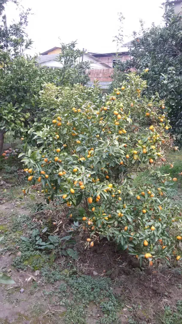 خونه باغ خراسان محله بین آمل و بابل|فروش خانه و ویلا|بندر ماهشهر, |دیوار