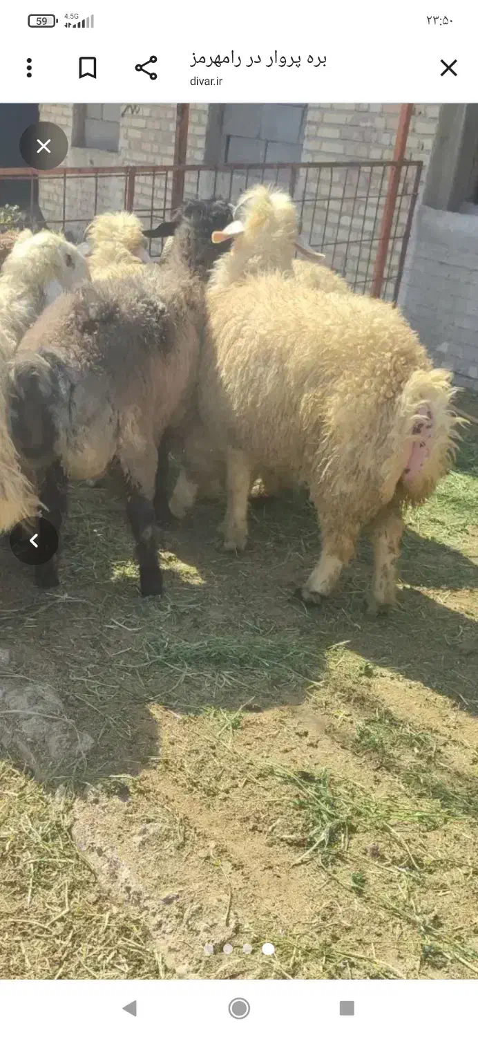 بره نر|حیوانات مزرعه|دهدشت, |دیوار