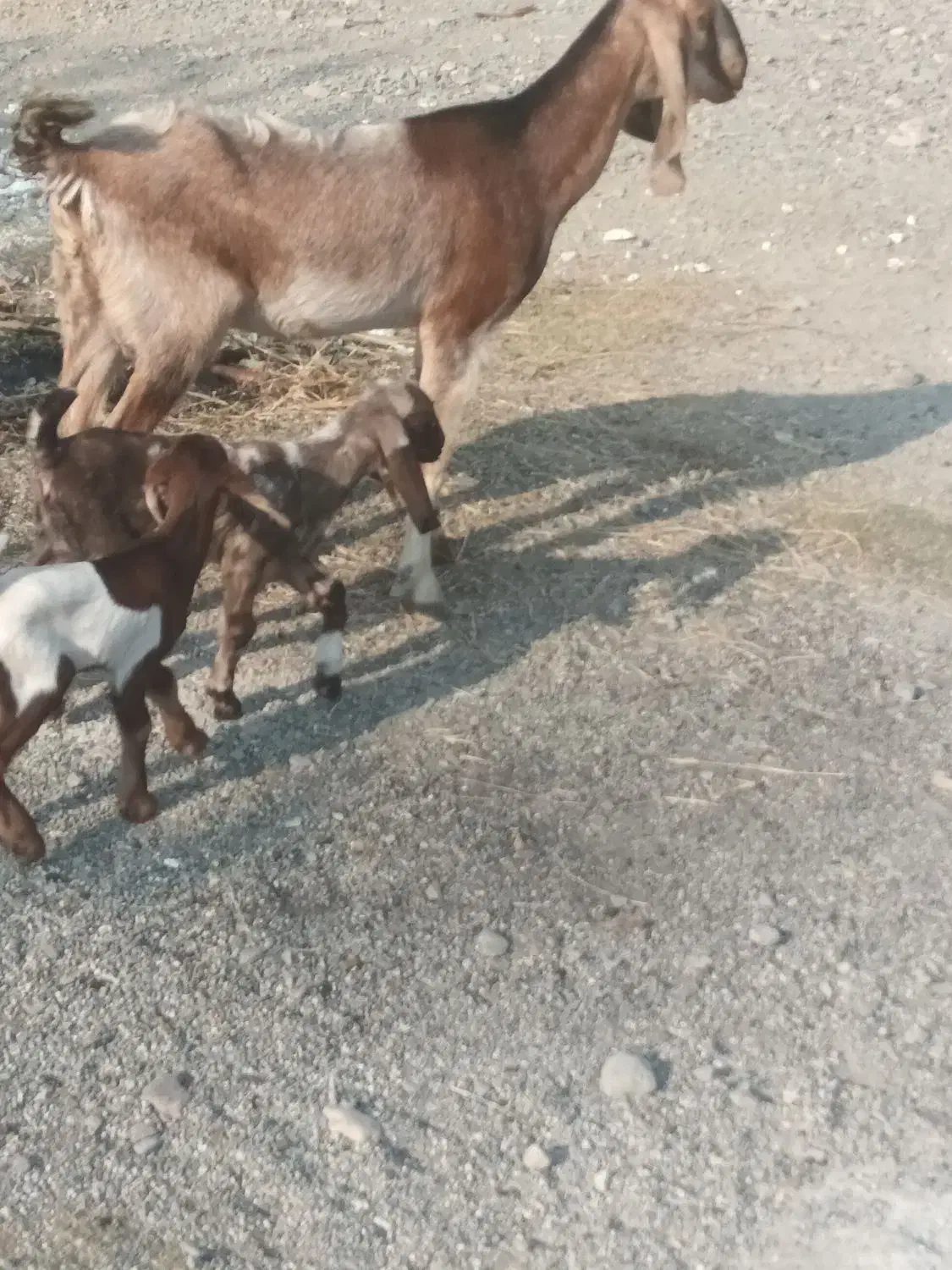 سه تا بز با پنجتا کهره مخصوص داشتی و ی گیسه مایع|حیوانات مزرعه|فاریاب, |دیوار