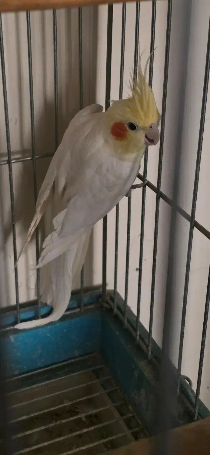 عروس هلندی نر|پرنده|تهران, شهران جنوبی|دیوار