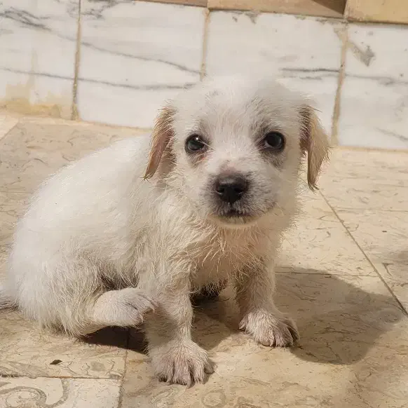 توله سگ پا کوتاه|سگ|اصفهان, شهرک کاوه|دیوار