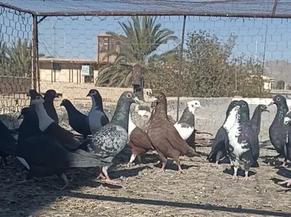 کبوتر تیپ نقش خاش|پرنده|سراوان, |دیوار