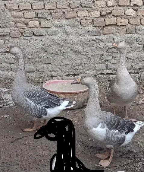 غاز جوان زابل اباد|حیوانات مزرعه|گنبد کاووس, |دیوار