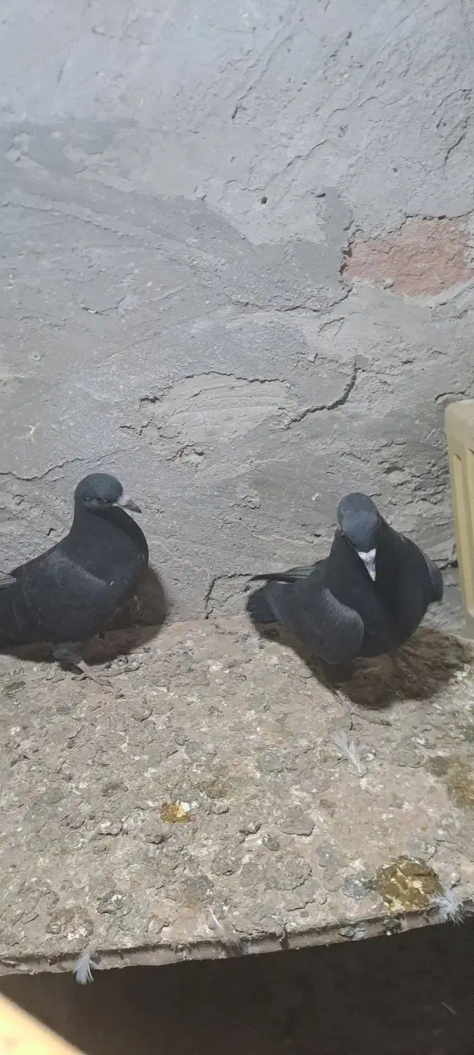 کبوتر|پرنده|چورزق, |دیوار