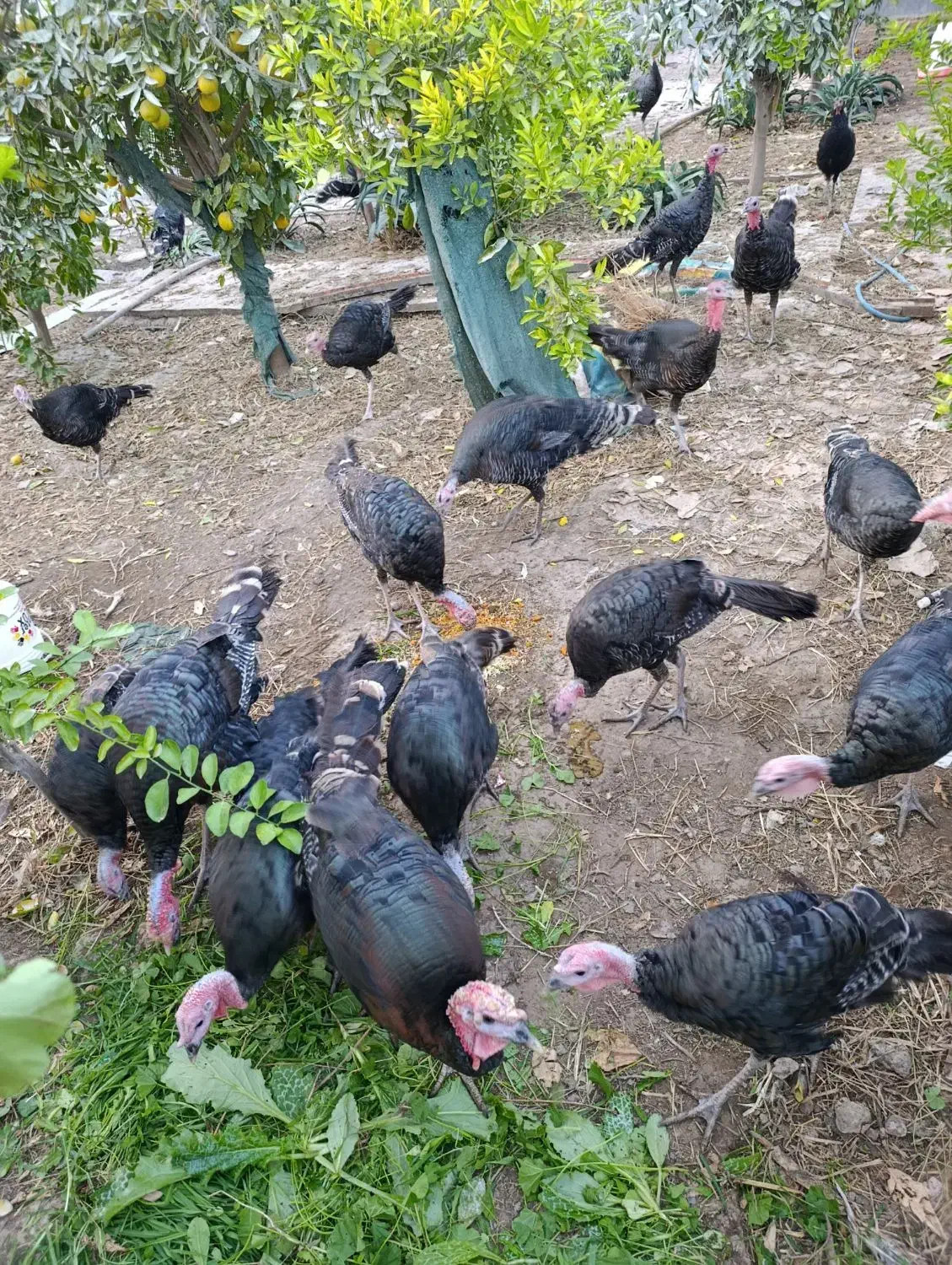 بوقلمون برنز آمریکایی|حیوانات مزرعه|دزفول, |دیوار