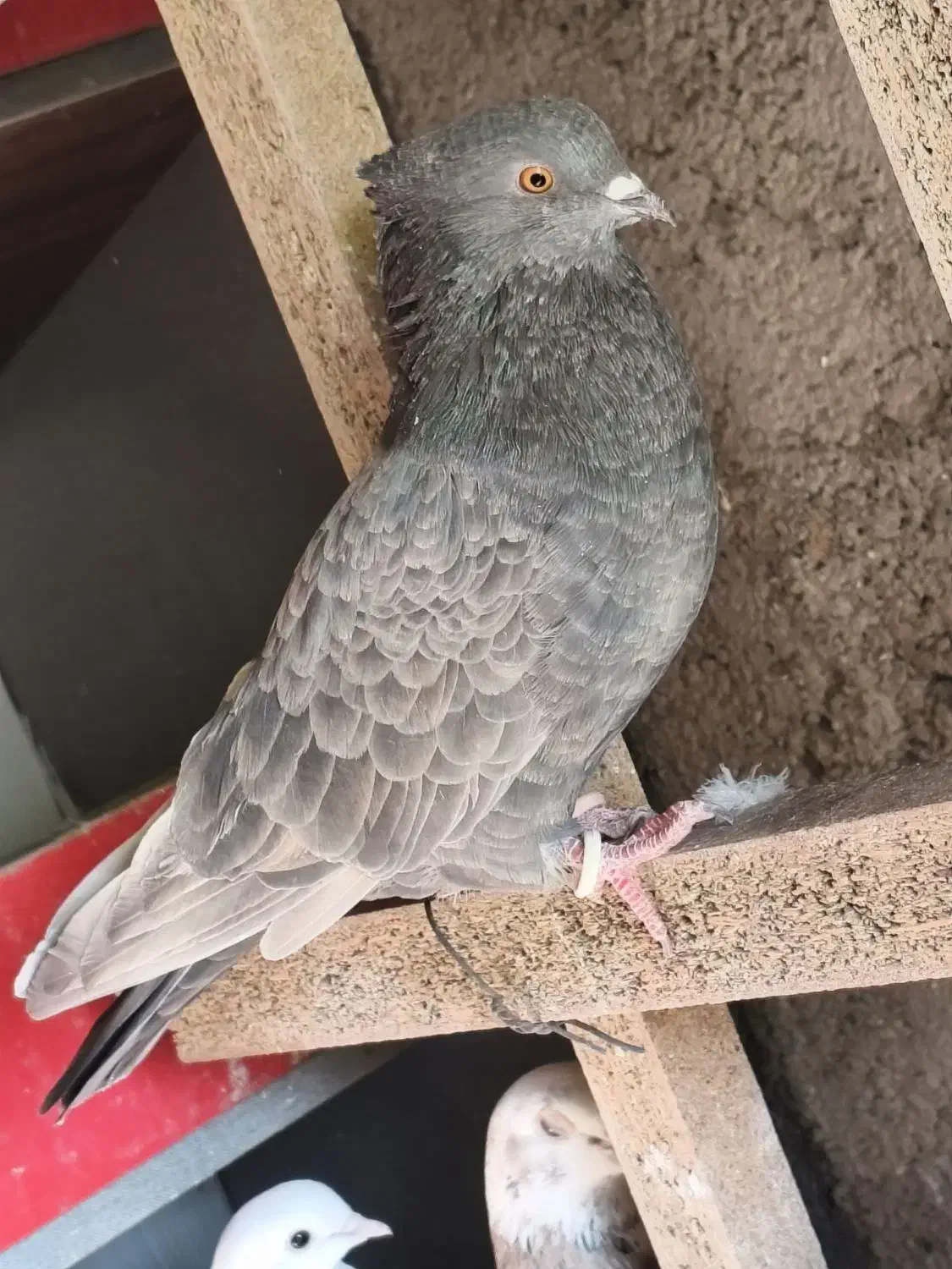 تعدادی تهرانی معاوضه با شهرستانی|پرنده|شریف‌آباد, |دیوار