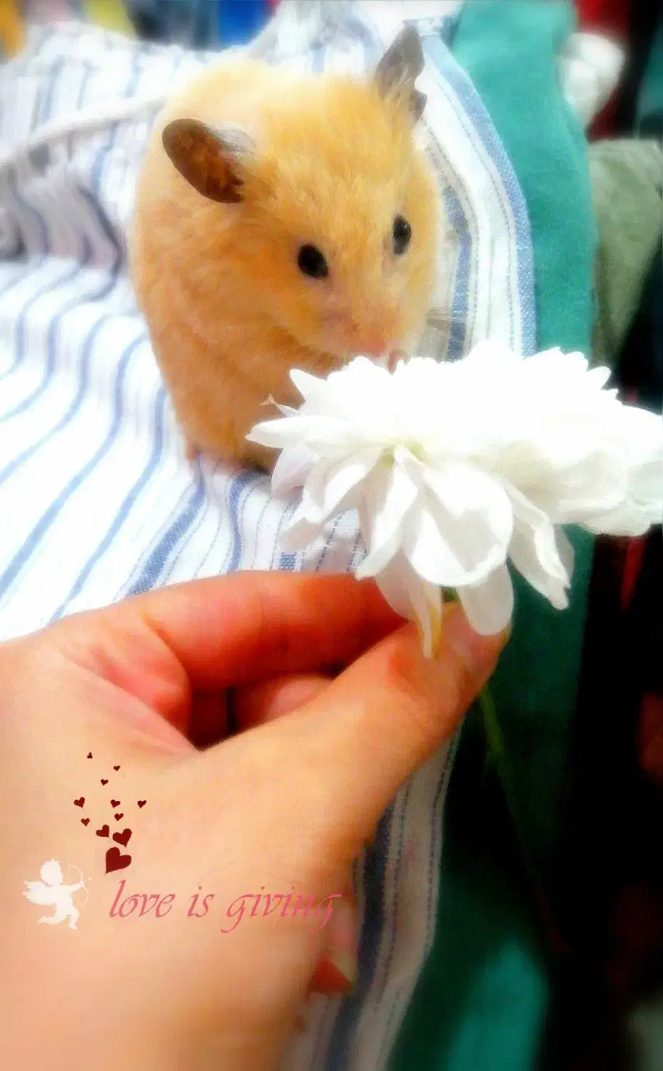 همستر|موش و خرگوش|گرگان, |دیوار