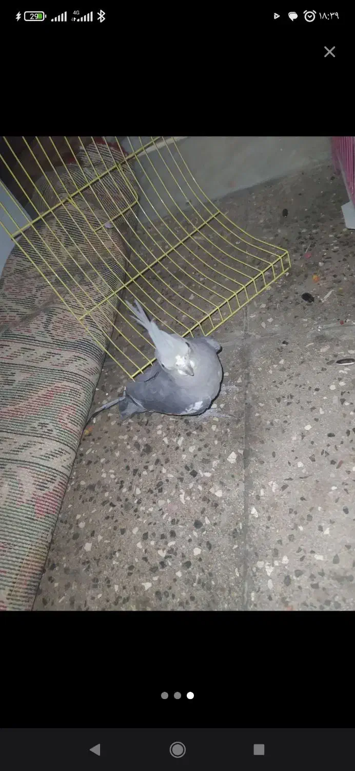 عروس هلندی|پرنده|رامیان, |دیوار