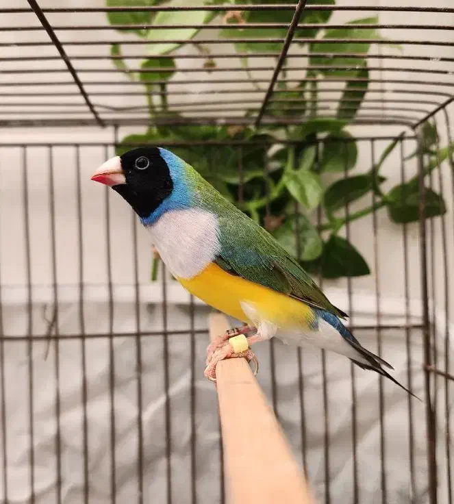 فنچ گلدین|پرنده|کرج, کمالشهر|دیوار