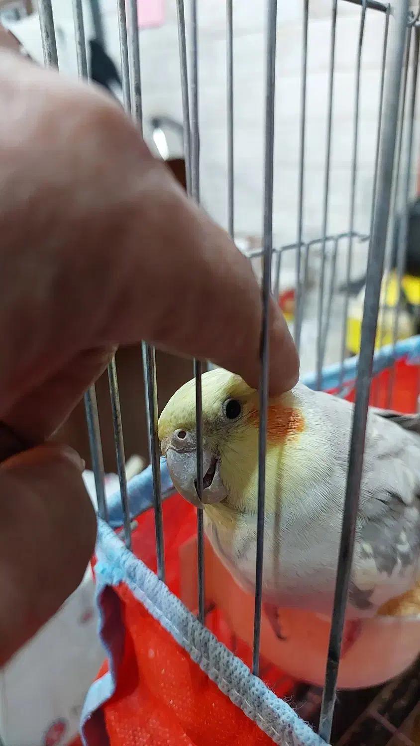 عروس هلندی و برزیلی|پرنده|تهران, تهرانسر شرقی|دیوار