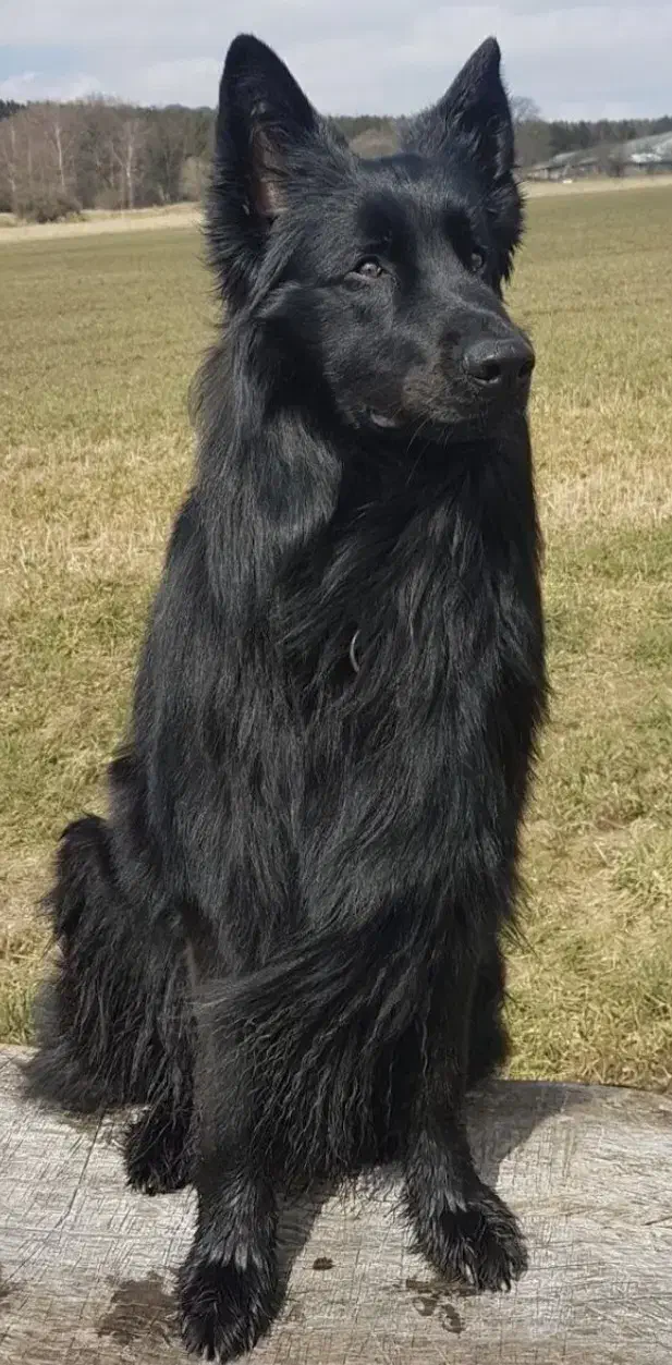 توله ژرمن بلک شولاین اصیل|سگ|نیشابور, ده حلاج|دیوار