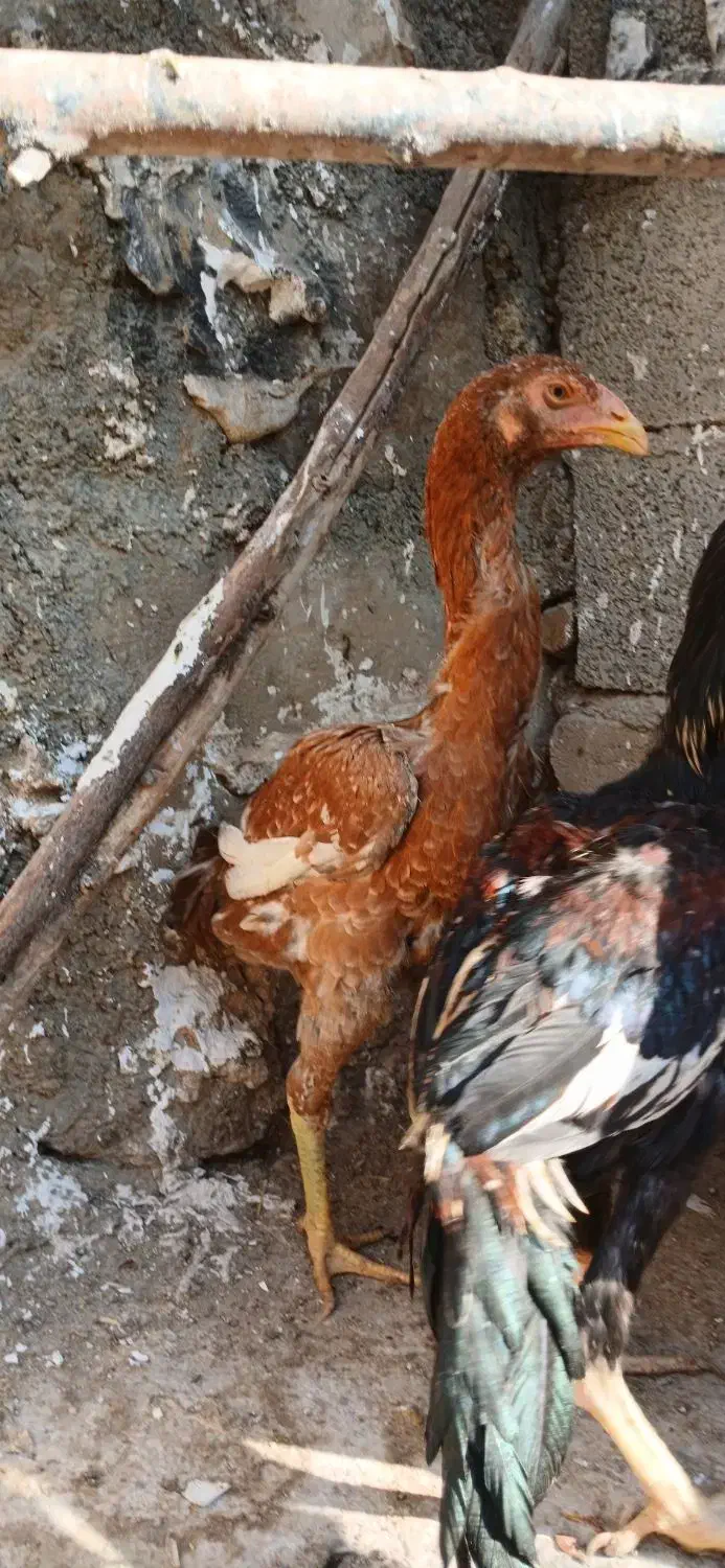 خروس لارس|حیوانات مزرعه|کوهدشت, |دیوار