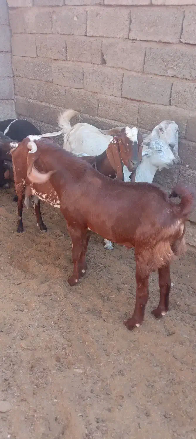 گوسفند فروشی|حیوانات مزرعه|فاریاب, |دیوار