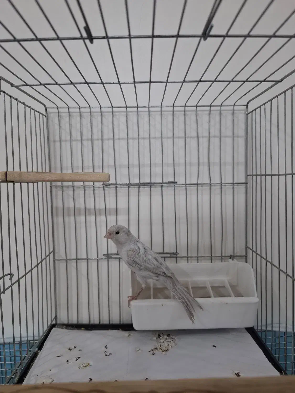 قناری سیلور نر|پرنده|قرچک, زیبا شهر|دیوار