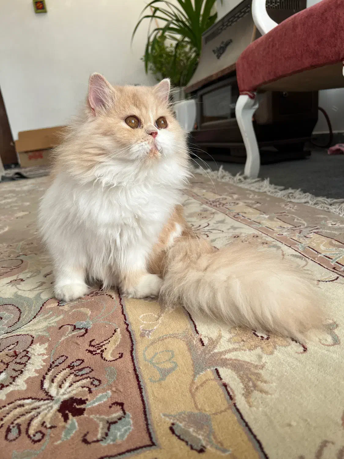 پرشین فلت|گربه|اصفهان, باغ دریاچه|دیوار