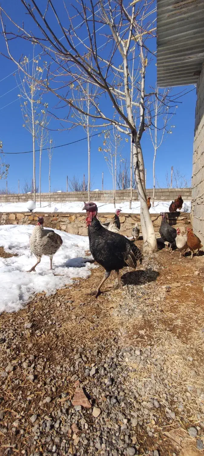 بوقلمون سرحال|حیوانات مزرعه|یاسوج, |دیوار