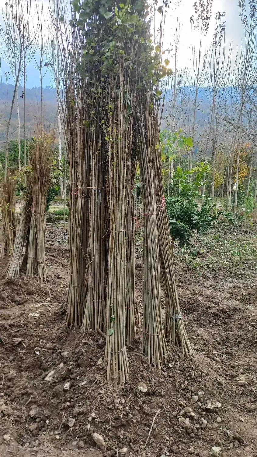 نهال صنوبر نیگرا|خدمات باغبانی و درختکاری|نوکنده, |دیوار