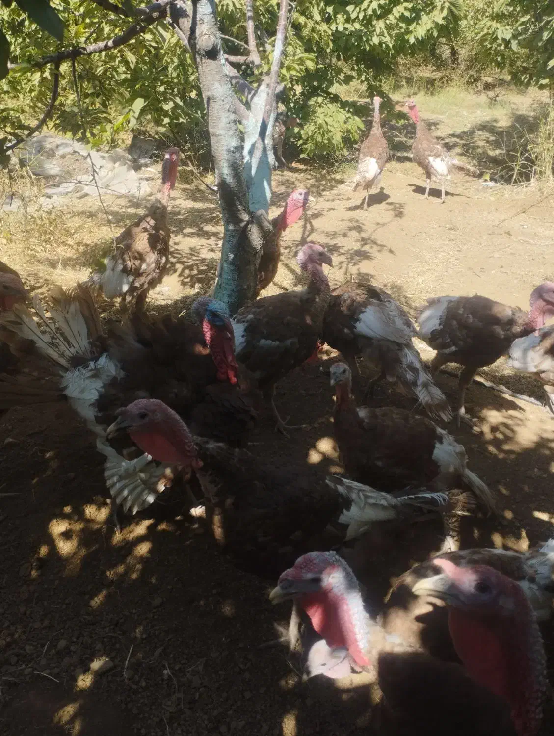 بوقلمون بومی|حیوانات مزرعه|بیلوار, |دیوار